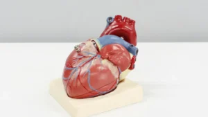 Read more about the article 心房顫動（Atrial Fibrillation, AFib）簡介