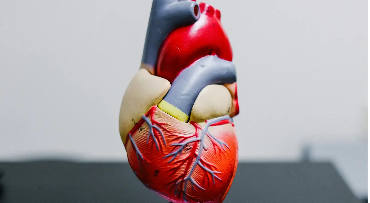 Zone 2 運動與膽固醇的關係：全面深入分析